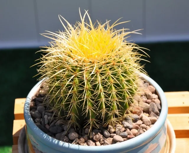 20 binnencactussen en vetplanten met ongelooflijk mooie bloei. Zorg thuis. Foto – Pagina 2 van de 5, Kaleyard 20 binnencactussen en vetplanten met ongelooflijk mooie bloei. Zorg thuis. Foto - Pagina 2 van de 5