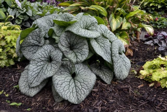 20 vaste planten die in de herfst zijn verdeeld. Frons. Foto