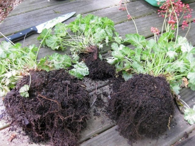 20 vaste planten die in de herfst zijn verdeeld. Frons. Foto