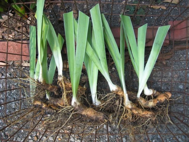 20 vaste planten die in de herfst zijn verdeeld. Frons. Foto