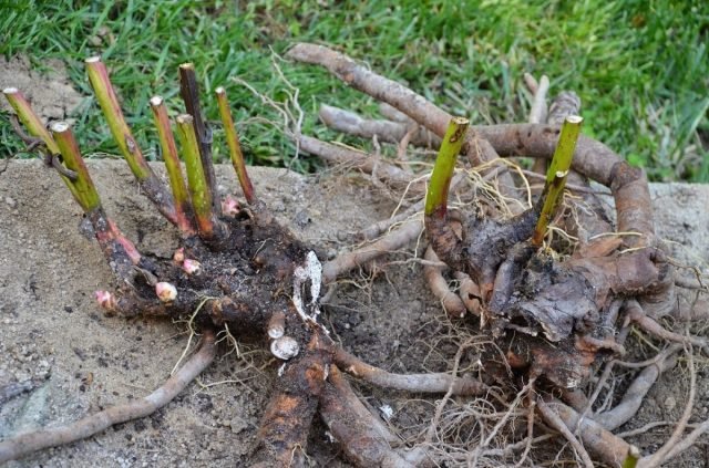 20 vaste planten die in de herfst zijn verdeeld. Frons. Foto