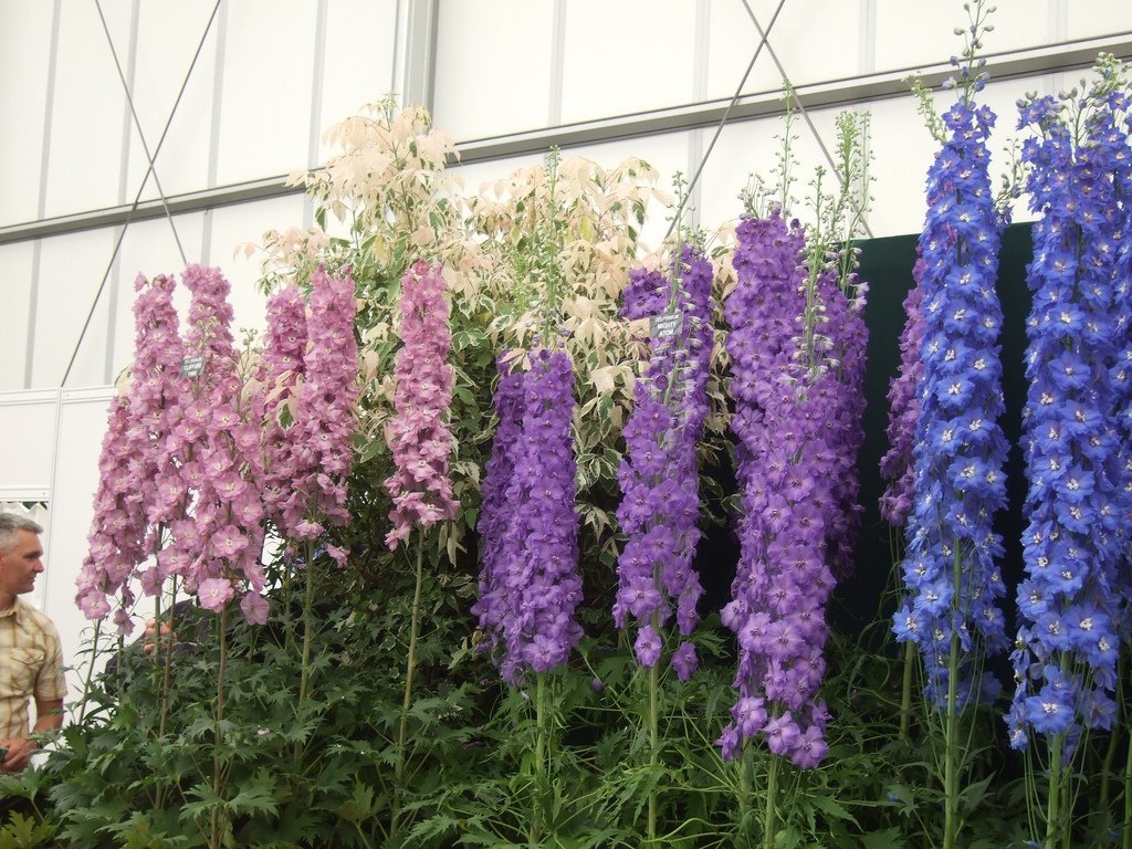 20+ kleuren die in de winter kunnen worden gezaaid. Naam, beschrijving, foto