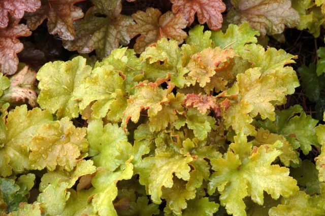 30 vaste planten voor een heldere bloementuin. Foto's van soorten en variëteiten