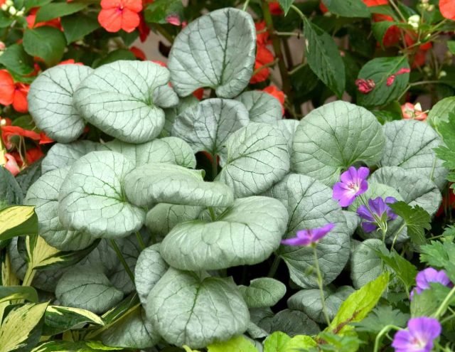 30 vaste planten voor een heldere bloementuin. Foto's van soorten en variëteiten