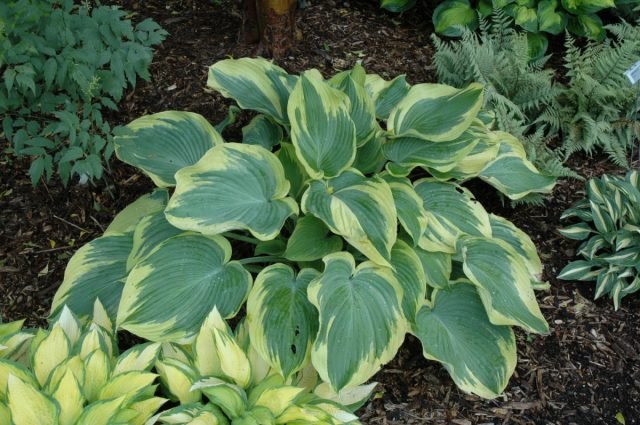 30 vaste planten voor een heldere bloementuin. Foto's van soorten en variëteiten