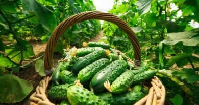 5 Effectieve biologische topkleding voor komkommers. Mest, gist, as, kruideninfusie, uienschillen. Regels voor het invoeren
