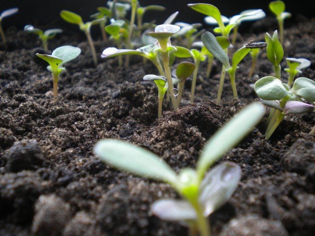 5 Effectieve topdressing voor zaailingen. Hoe zaailingen te voeden? Foto