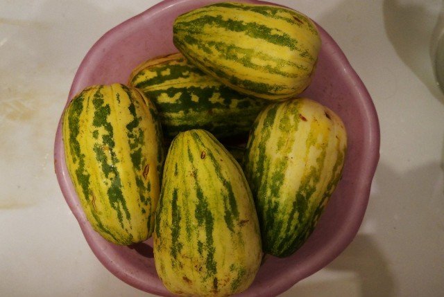 5 exotische groenten die ik adviseer om voor iedereen te groeien. Pepino. Cucurda. Venkel. Bamia. Snijbiet. Beschrijving en foto - pagina 2 van de 5
