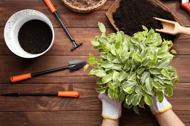 5 Hoofdregels voor het transplanteren van binnenplanten in het voorjaar. Tijd en methode van transplantatie, bodem, pot, drainage. foto, Kaleyard 5 Hoofdregels voor het transplanteren van binnenplanten in het voorjaar. Tijd en methode van transplantatie, bodem, pot, drainage. foto
