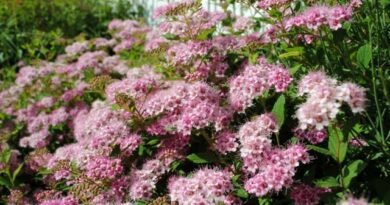 5 Prachtig bloeiende struiken voor de noordelijke regio's - lila, mock -up, viburnum, spiraa, hydrangea. Foto