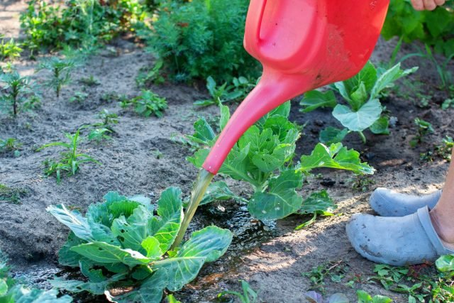 5 Beste biologische meststoffen voor de tuin en de tuin. Kipopval, as, brandnetels, gist, enz. Foto