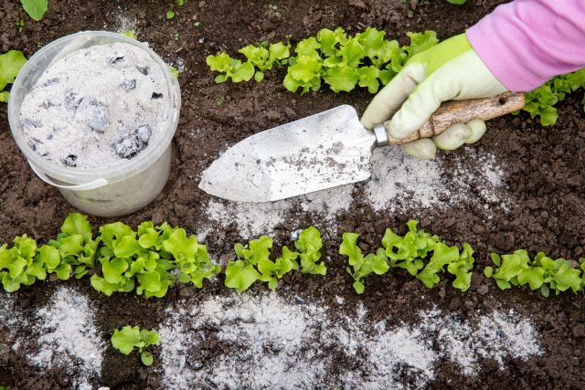 5 Beste biologische meststoffen voor de tuin en de tuin. Kipopval, as, brandnetels, gist, enz. Foto