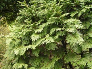 5 beste planten om afdekkingen te creëren die beschermen tegen stof. Soorten. Variëteiten. Beschrijving. Kenmerken van landen. Foto - Pagina 4 op 6