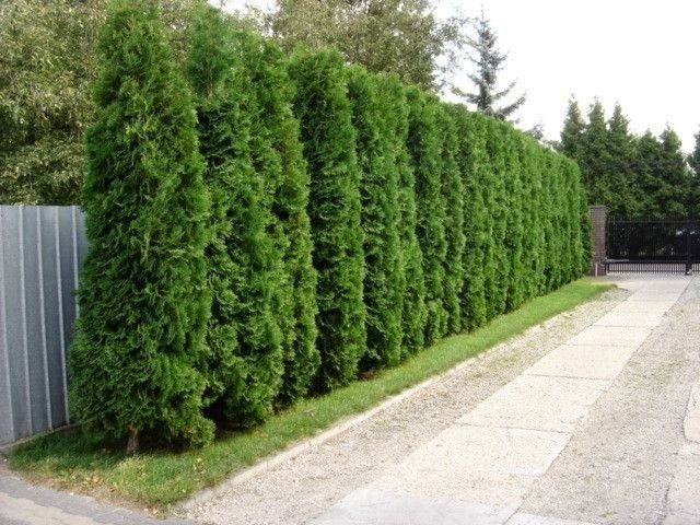 5 beste planten om afdekkingen te creëren die beschermen tegen stof. Soorten. Variëteiten. Beschrijving. Kenmerken van landen. Foto - Pagina 4 op 6