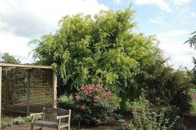 5 beste planten om afdekkingen te creëren die beschermen tegen stof. Soorten. Variëteiten. Beschrijving. Kenmerken van landen. Foto - Pagina 6 van de 6