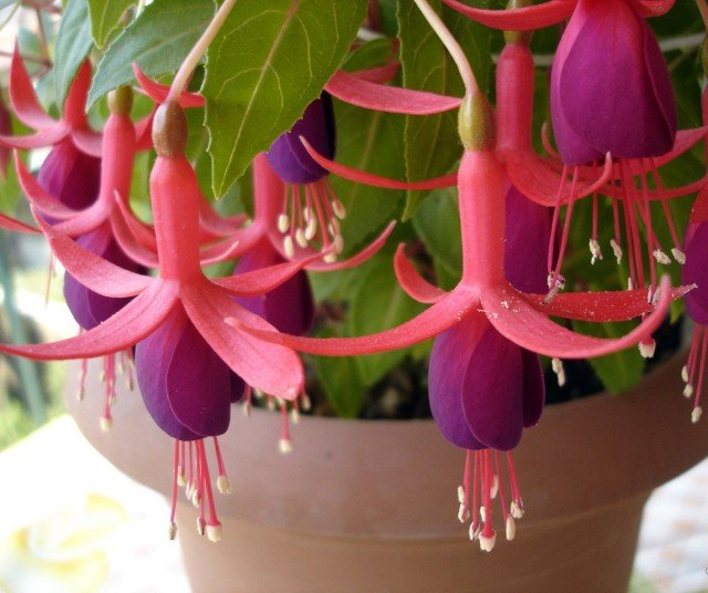 5 Beste bloeiende binnenplanten voor de noordelijke ramen. Zorg thuis. Foto - Pagina 3 van de 6