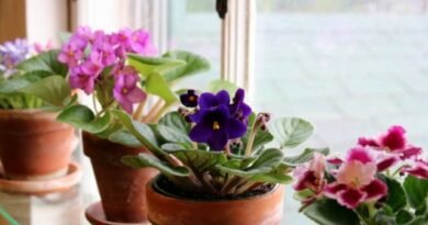 5 Beste bloeiende binnenplanten voor de noordelijke ramen. Zorg thuis. Foto