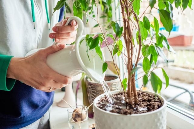 5 mythen over binnenplanten die zullen helpen hen te vernietigen. Water geven, transplanteren, topdressing. Foto