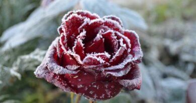 5 Frost -resistente rozen voor noordelijke tuinen. Foto