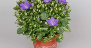 5 binnengeblazen indoor planten met een overvloedige bloei in de zomer. Namen, beschrijving, zorg thuis. Foto - Pagina 2 van de 6