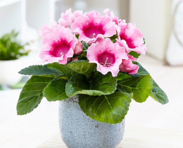 5 binnengeblazen indoor planten met een overvloedige bloei in de zomer. Namen, beschrijving, zorg thuis. Foto - Pagina 3 van de 6