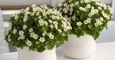 5 binnengeblazen indoor planten met een overvloedige bloei in de zomer. Namen, beschrijving, zorg thuis. Foto - Pagina 4 op 6