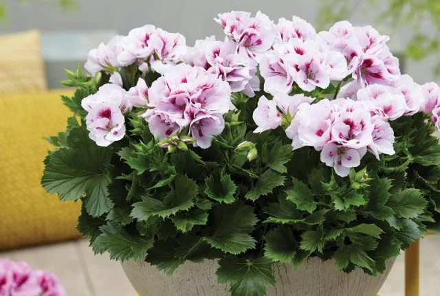 5 binnengeblazen indoor planten met een overvloedige bloei in de zomer. Namen, beschrijving, zorg thuis. Foto - pagina 5 van 6