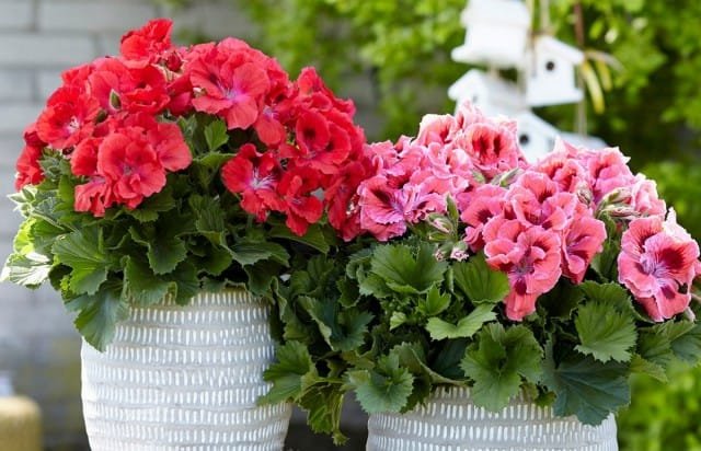 5 binnengeblazen indoor planten met een overvloedige bloei in de zomer. Namen, beschrijving, zorg thuis. Foto