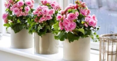 5 binnengeblazen indoor planten met een overvloedige bloei in de zomer. Namen, beschrijving, zorg thuis. Foto - Pagina 6 van de 6