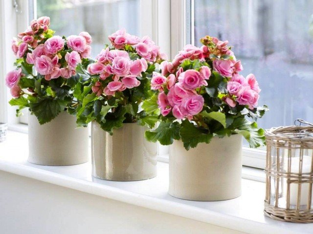 5 binnengeblazen indoor planten met een overvloedige bloei in de zomer. Namen, beschrijving, zorg thuis. Foto - Pagina 6 van de 6