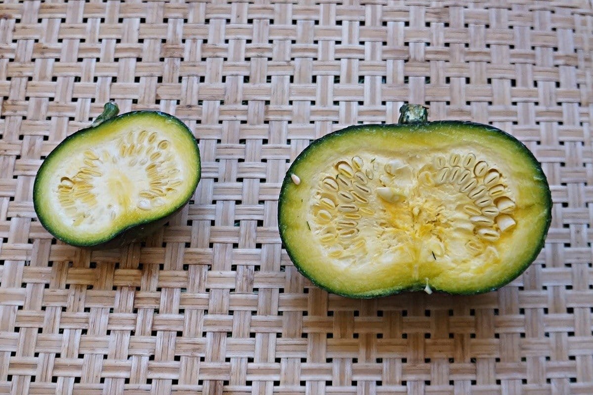 5 ongewone courgette die ik vorig seizoen heb opgevoed. Beschrijving van variëteiten en foto's