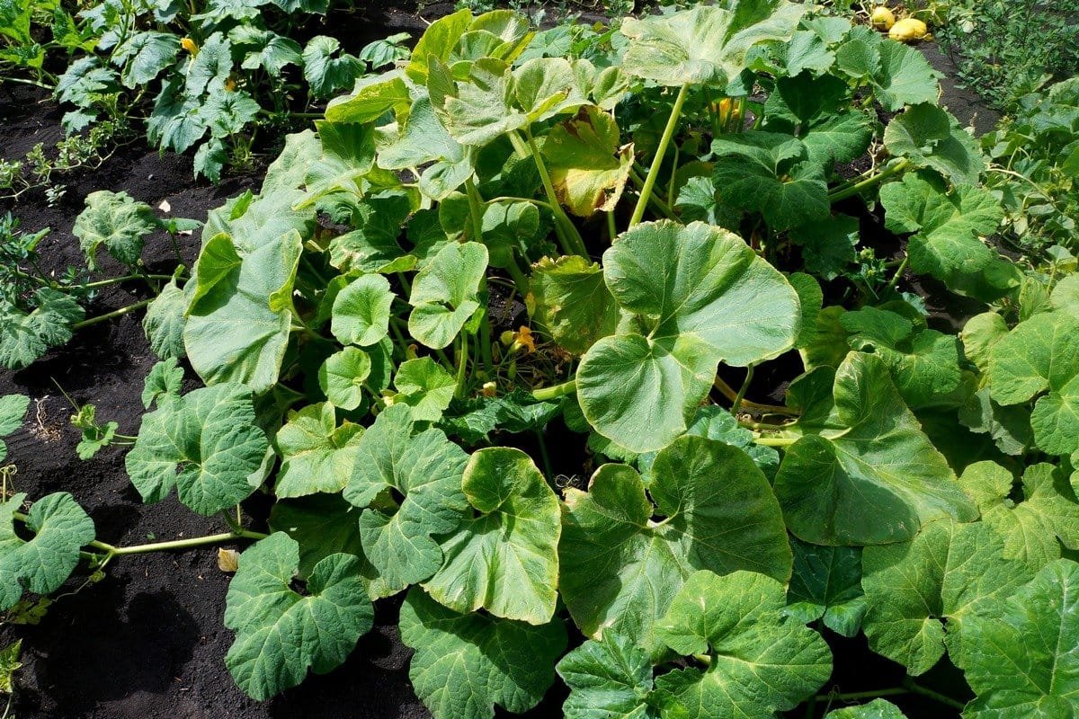 5 ongewone courgette die ik vorig seizoen heb opgevoed. Beschrijving van variëteiten en foto's