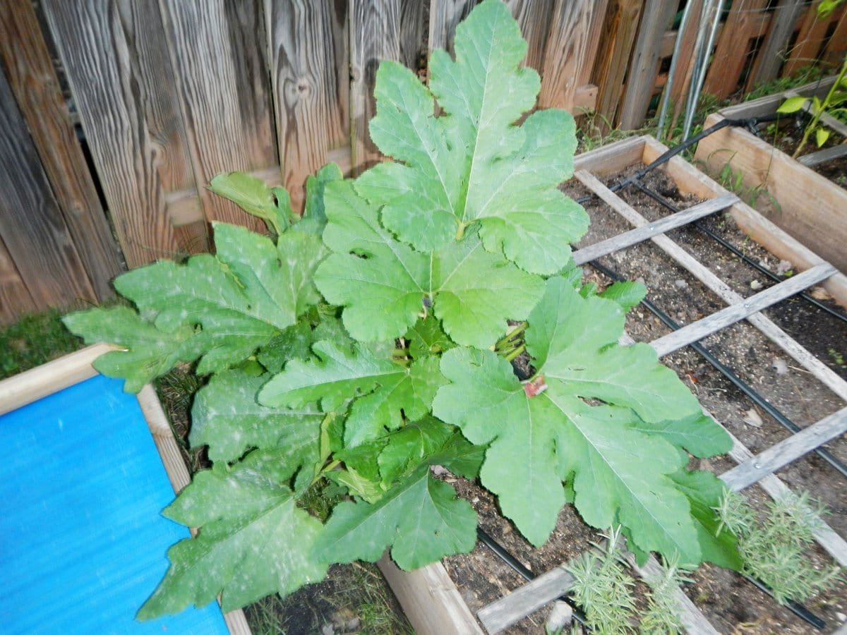 5 ongewone courgette die ik vorig seizoen heb opgevoed. Beschrijving van variëteiten en foto's