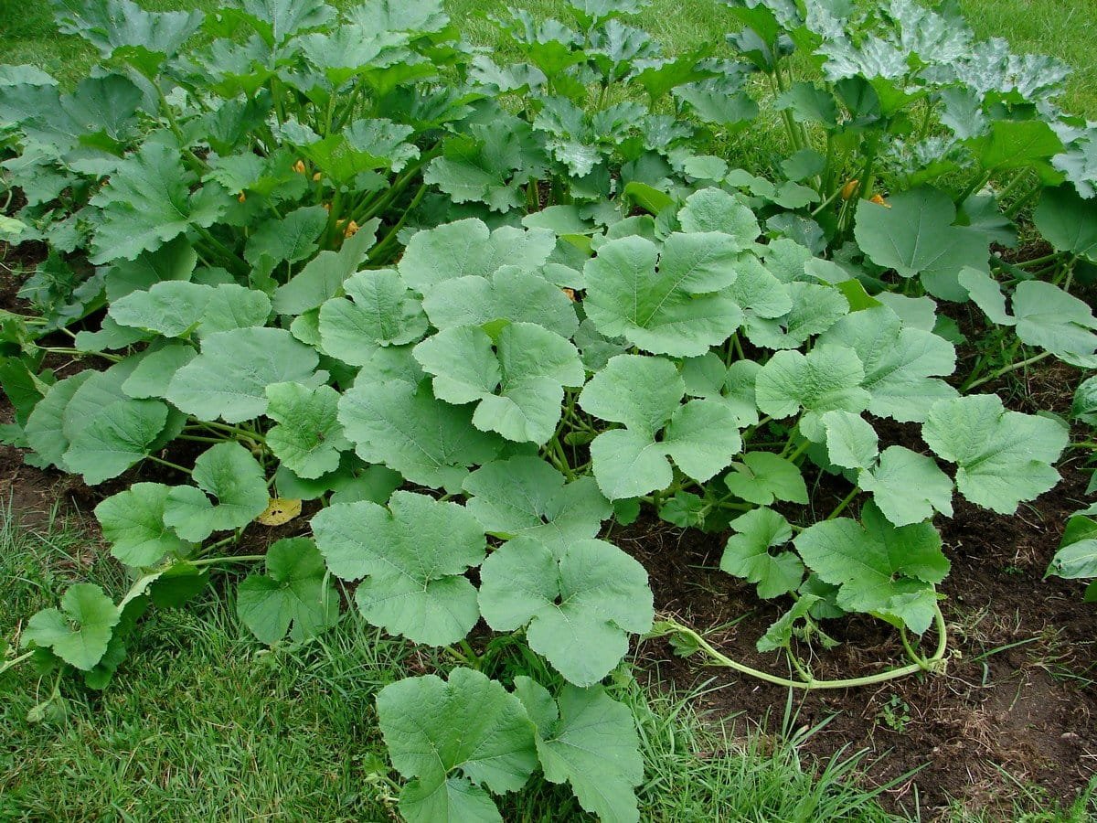 5 ongewone courgette die ik vorig seizoen heb opgevoed. Beschrijving van variëteiten en foto's