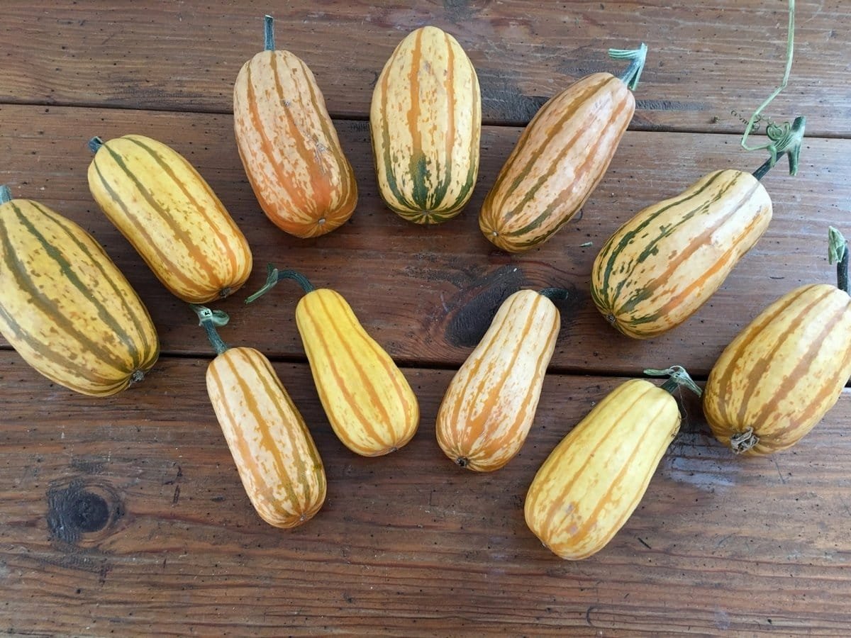 5 ongewone courgette die ik vorig seizoen heb opgevoed. Beschrijving van variëteiten en foto's