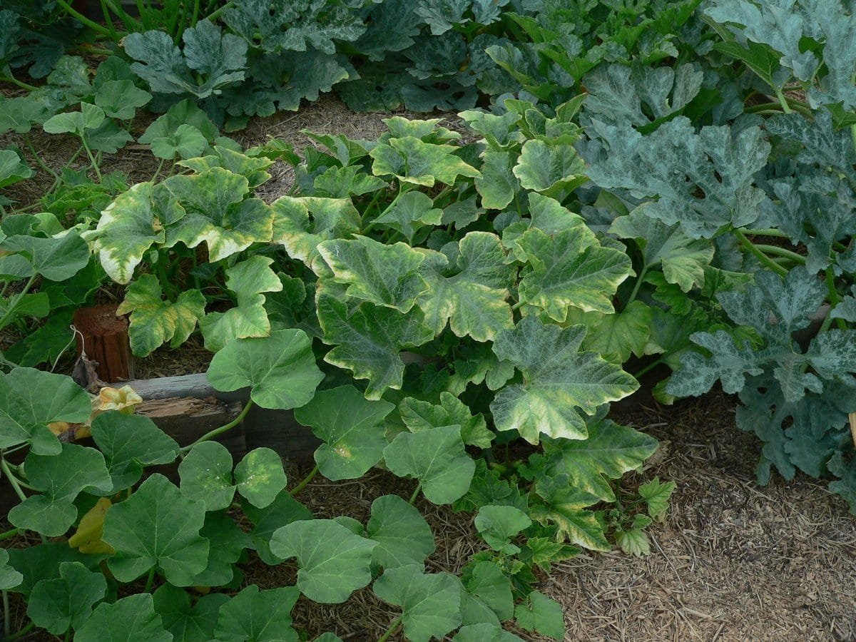 5 ongewone courgette die ik vorig seizoen heb opgevoed. Beschrijving van variëteiten en foto's