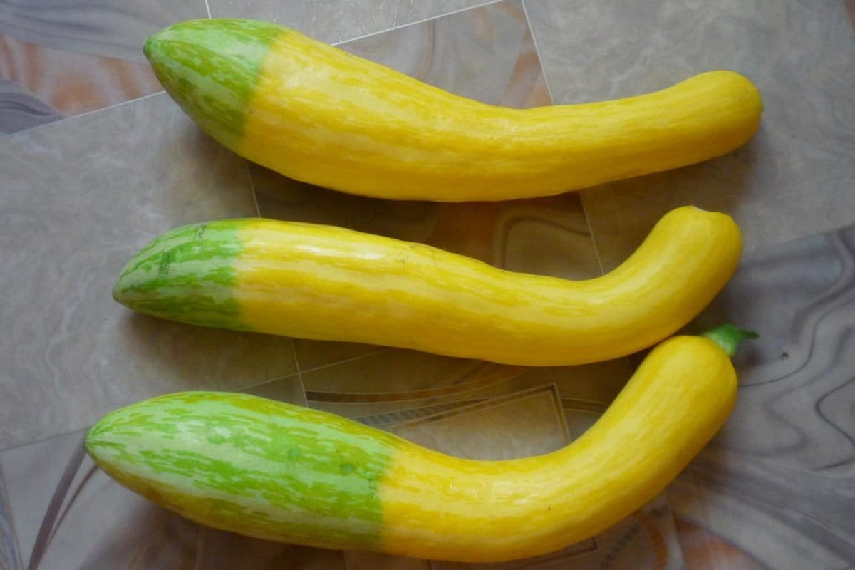 5 ongewone courgette die ik vorig seizoen heb opgevoed. Beschrijving van variëteiten en foto's