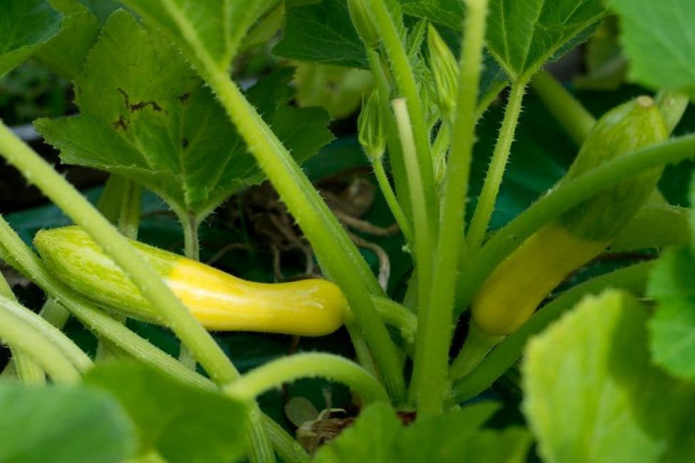 5 ongewone courgette die ik vorig seizoen heb opgevoed. Beschrijving van variëteiten en foto's