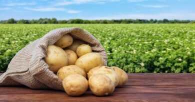 5 verplichte stappen zodat aardappelen lange tijd en efficiënt worden opgeslagen