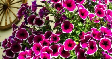 5 regels van overvloedige bloeiende petunia's. De keuze van variëteit, omstandigheden, zorg, vorming en snoeien. Foto