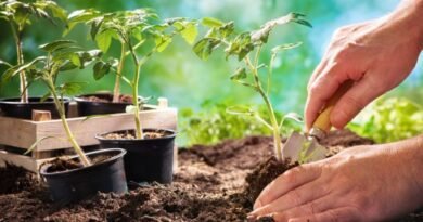 5 eenvoudige regels voor het planten van tomatenzaailingen op open grond. Wanneer en hoe zaailingen te planten, hoe te beschermen tegen vorst. Foto