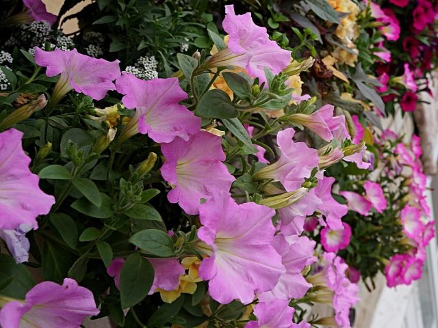 5 van de krachtigste ampeleuze petunia's die uit zaden kunnen worden gekweekt. Foto