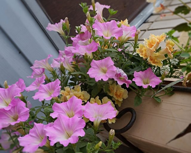 5 van de krachtigste ampeleuze petunia's die uit zaden kunnen worden gekweekt. Foto