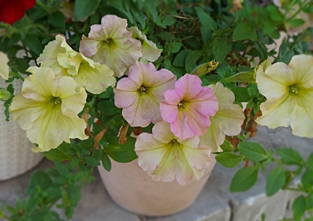 5 van de krachtigste ampeleuze petunia's die uit zaden kunnen worden gekweekt. Foto