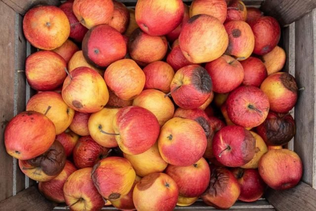 5 geheimen van langetermijnopslag van appels. Temperatuur, styling, buurt. Foto