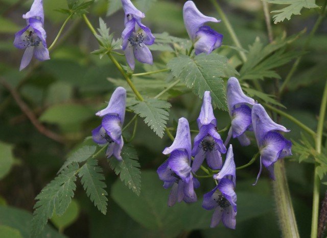 5 bloeiende vaste planten van augustus voor het meest levendige einde van het seizoen. Namen, beschrijvingen, foto's