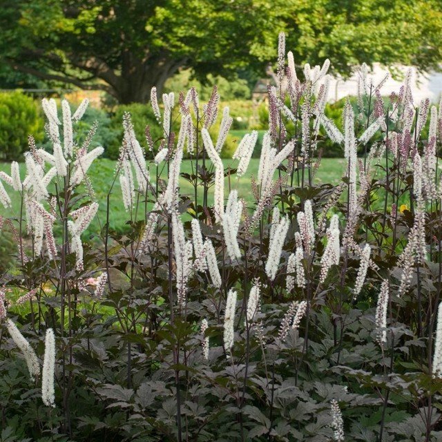 5 bloeiende vaste planten van augustus voor het meest levendige einde van het seizoen. Namen, beschrijvingen, foto's