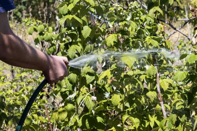 6 Effectieve methoden voor het vergroten van frambozen. Mulchen, water geven, topdressing, enz. Foto