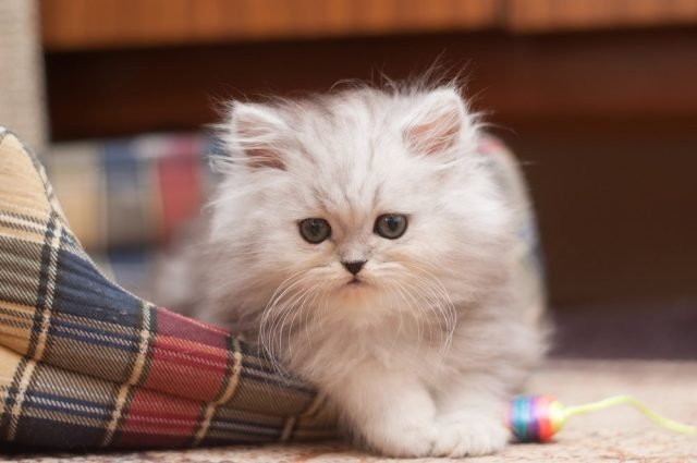 6 belangrijkste dingen die de eigenaren van een klein kitten zouden moeten weten. Hoe te voeden, hoe u gewend bent aan dienblad, zorg. Foto