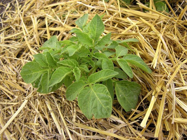 7 manieren om aardappelen te laten groeien die uw gewas zullen vergroten. Foto